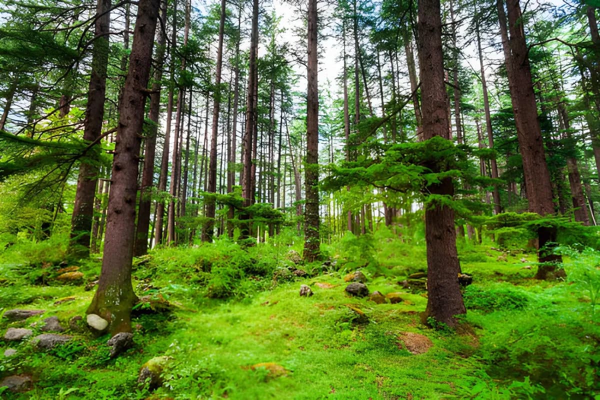 Manali Wildlife Sanctuary