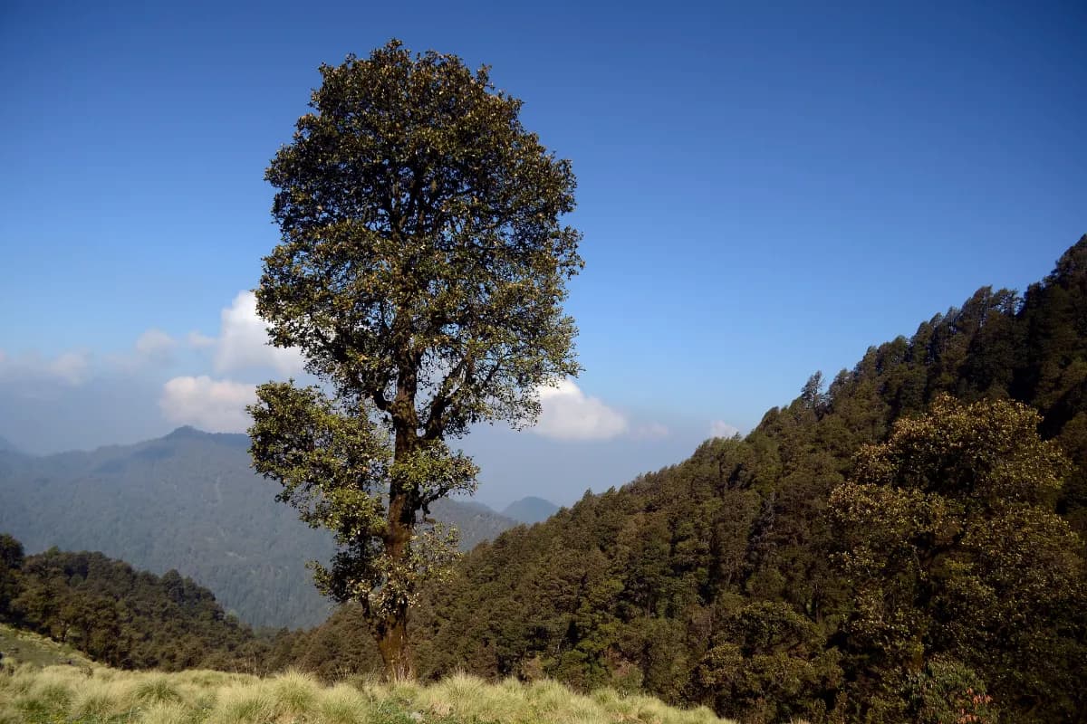 Kedarnath Wildlife Sanctuary