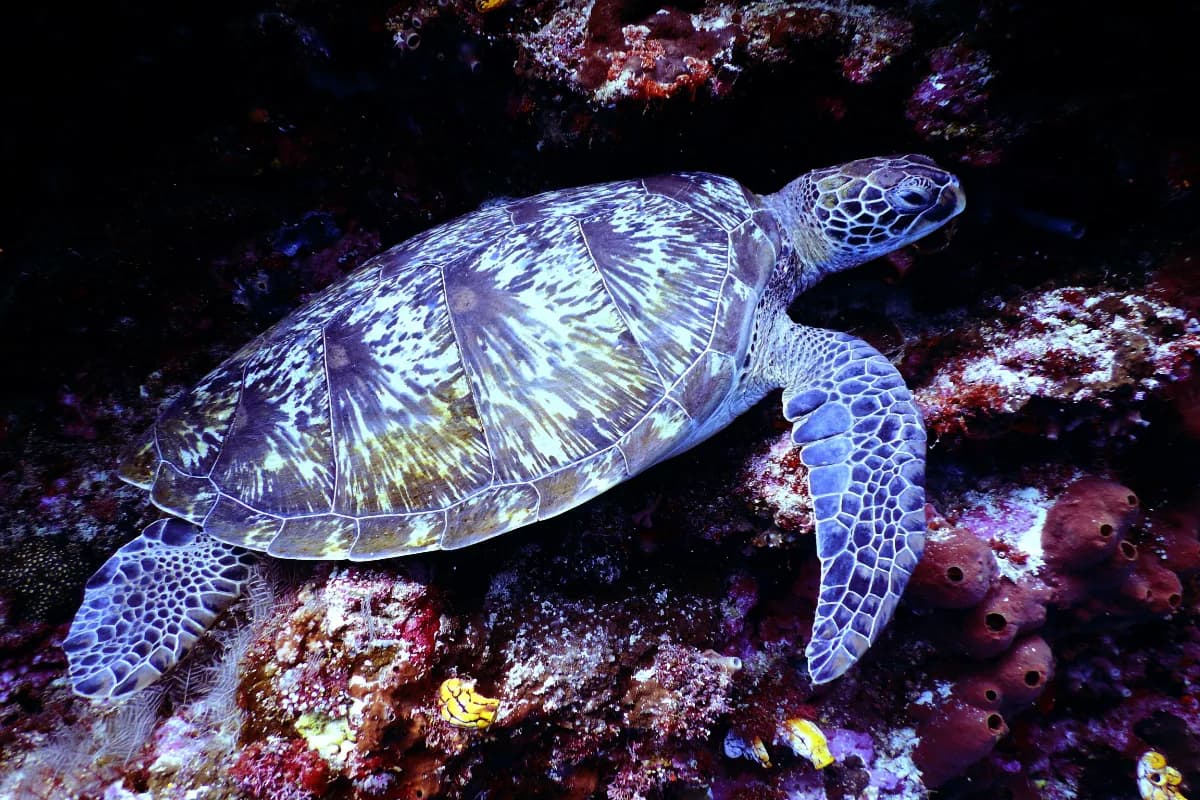 Turtle Sanctuary Beach