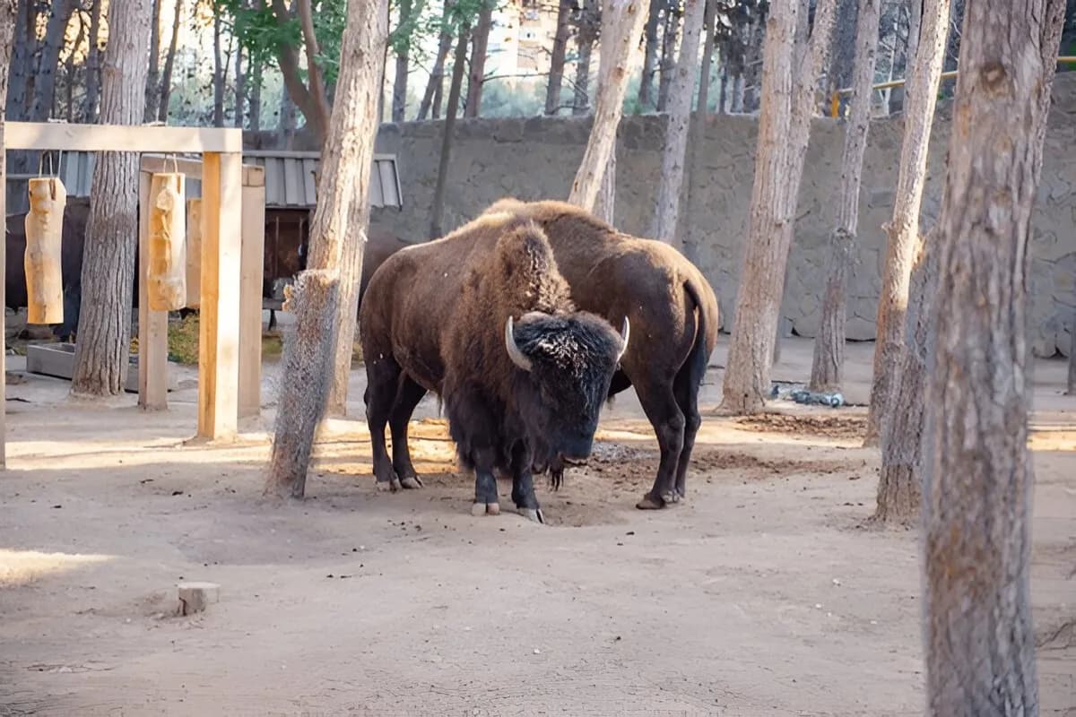 Baku Zoological Park