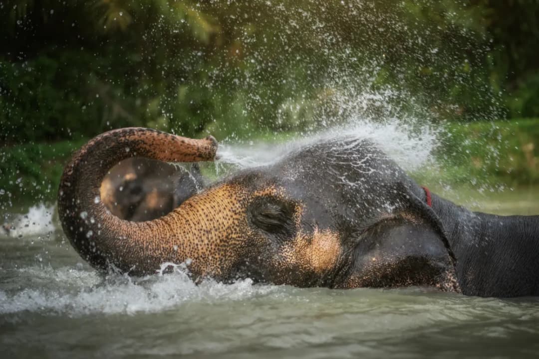 Elephant Bathing & Mud Spa