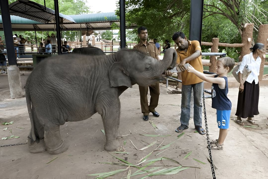 Elephant Feeding