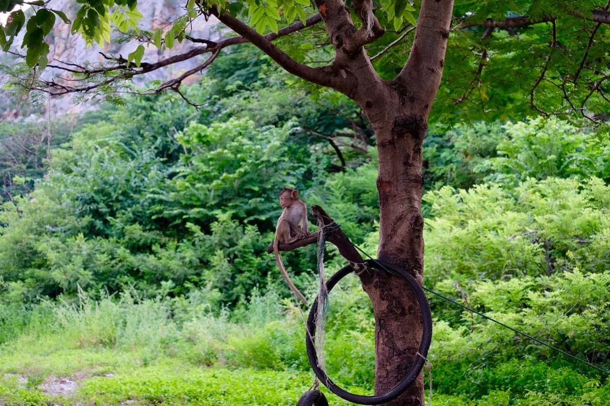 Sacred Monkey Forest Sanctuary