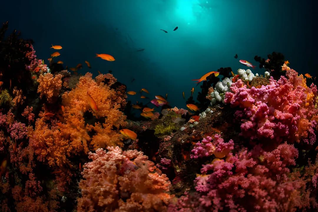 HP Reef (North Male Atoll)