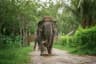 Elephant Jungle Sanctuary Phuket
