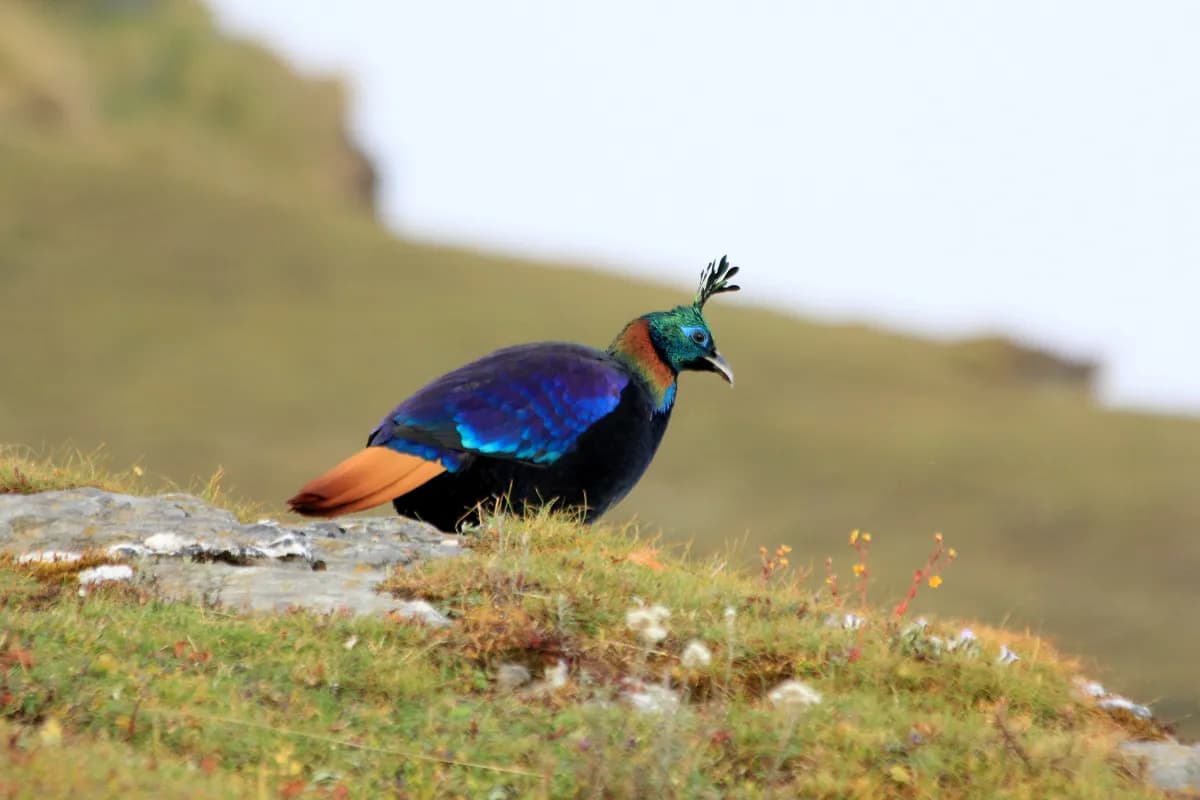 Kedarnath Wildlife Sanctuary
