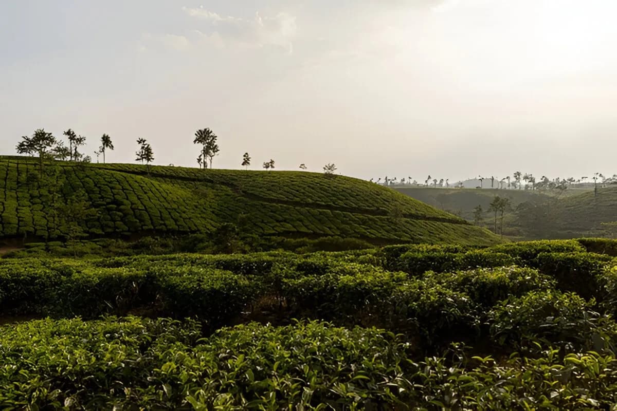 Wayanad Coffee Plantation