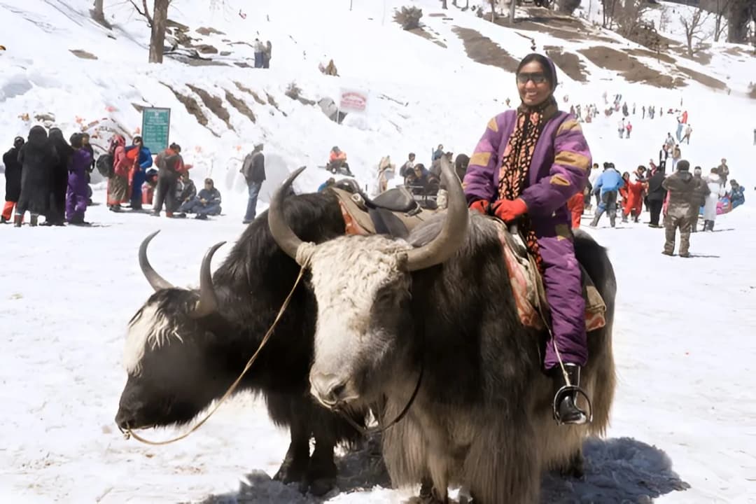 Yak Rides
