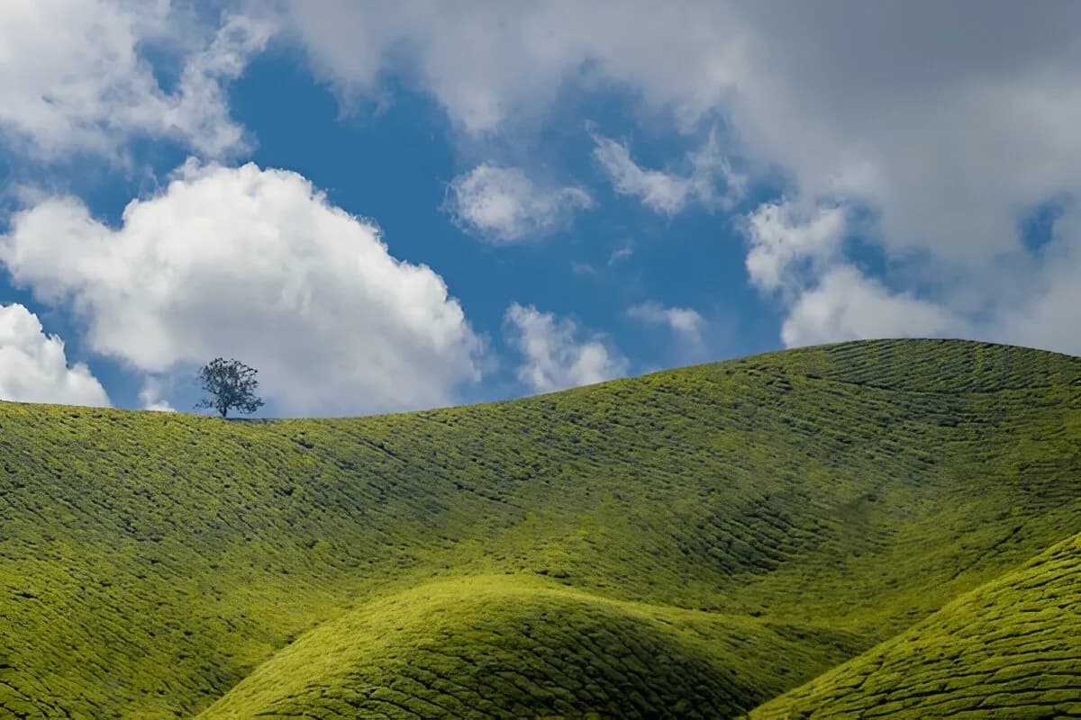 Munnar Tea Gardens