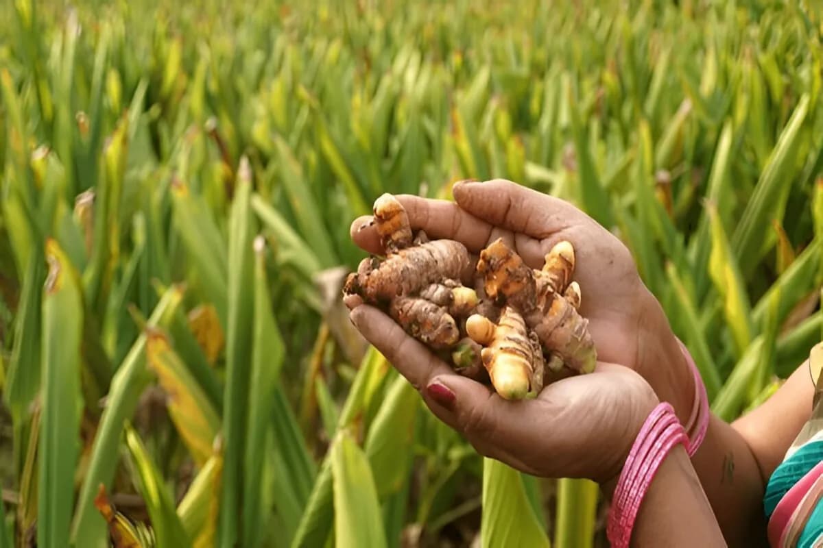 Tropical Spice Plantation