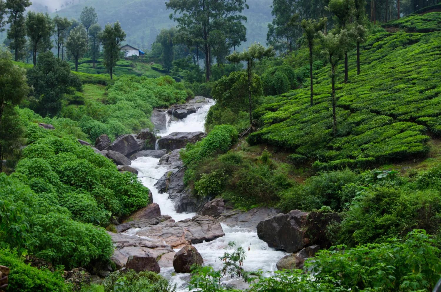 Explore Hills of Kerala Including Munnar & Thekkady