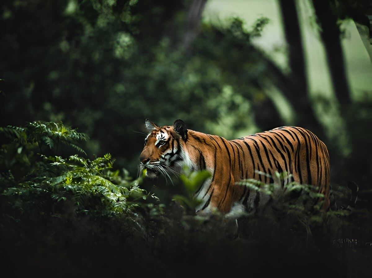 Jim Corbett National Park