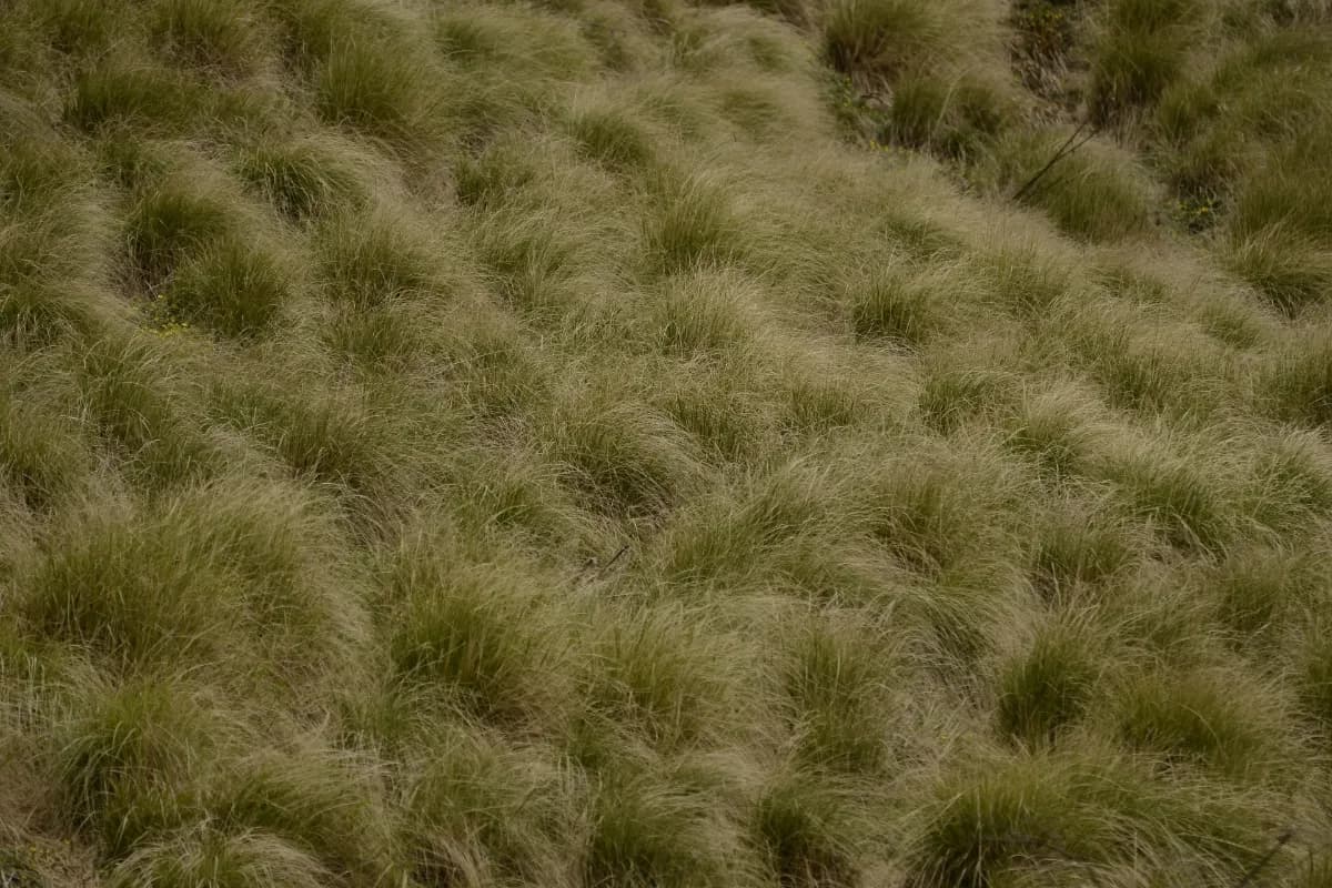 Kedarnath Wildlife Sanctuary