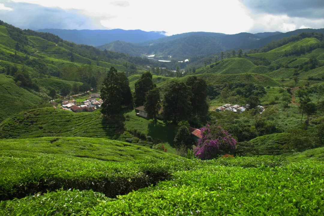 Boh Tea Plantation