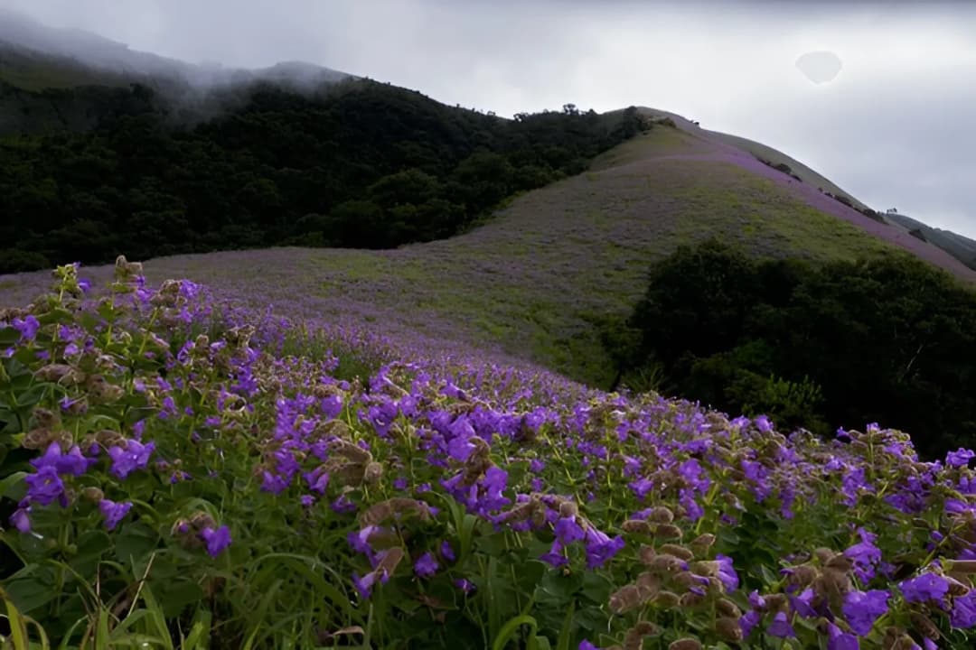 Kurinjimala Sanctuary Viewpoint