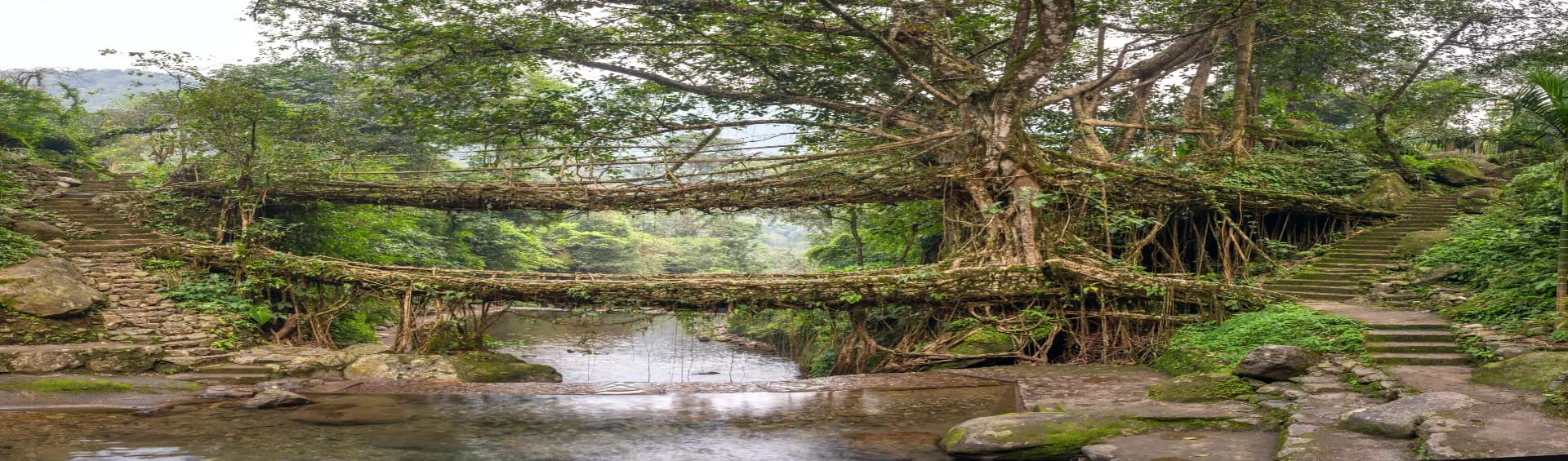 Meghalaya’s Hidden Wonder: Double Decker Living Root Bridge Trek Guide