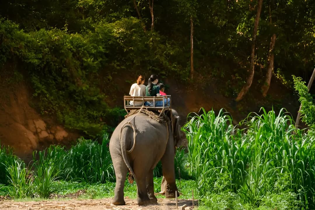 Elephant Back Safari