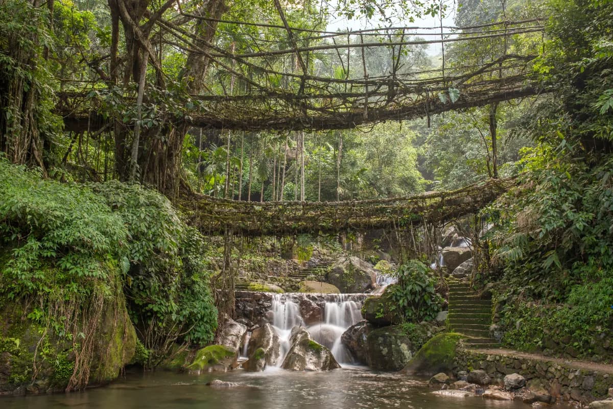 Living Root Bridges in Nongriat