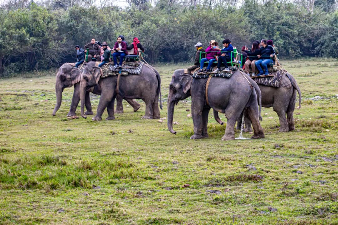 Jungle Safari Adventures