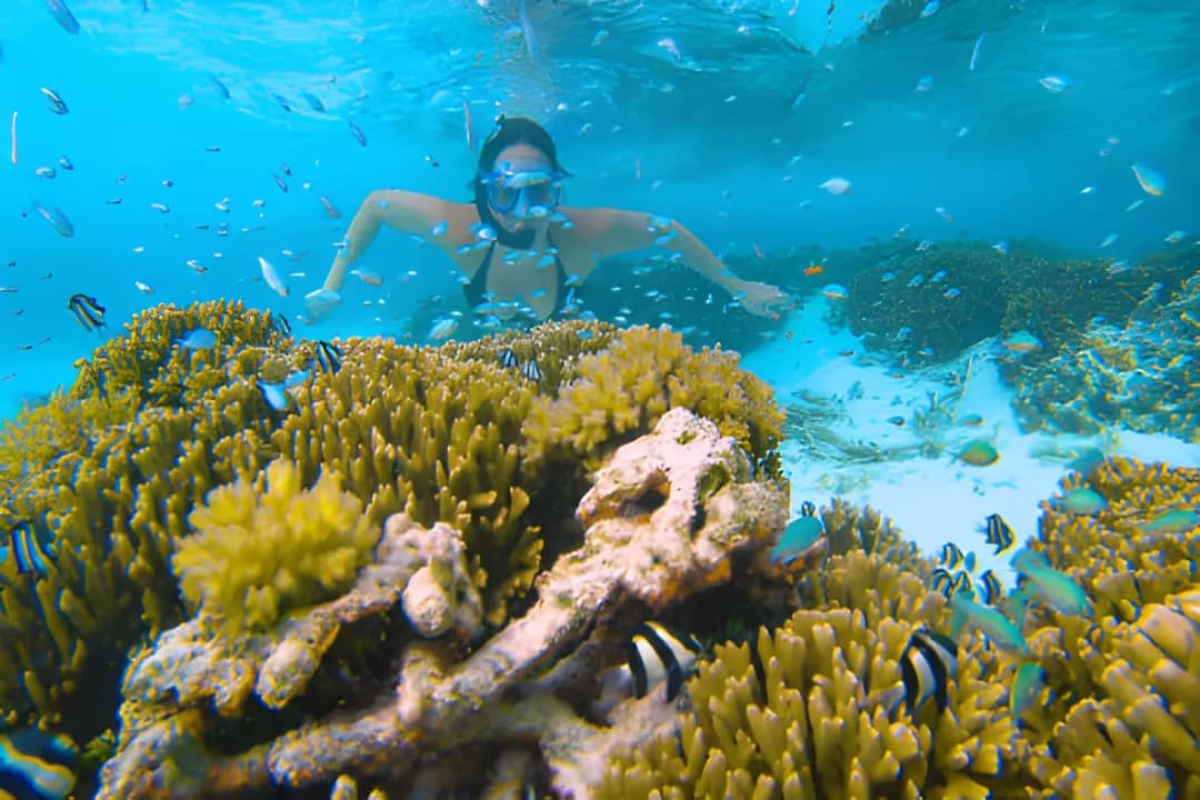 Snorkeling Reefs