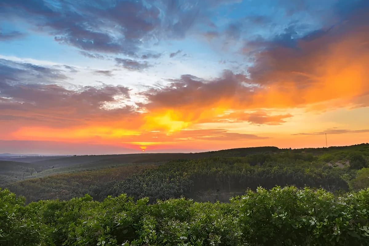 Tropical Spice Plantation