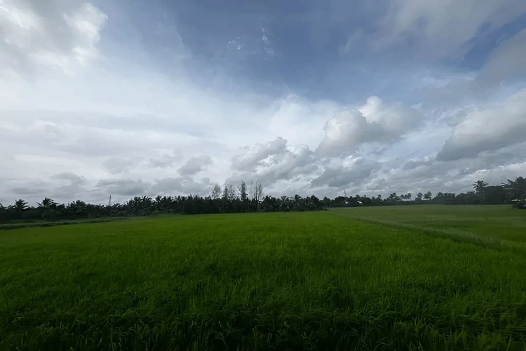 Kuttanad Rice Fields