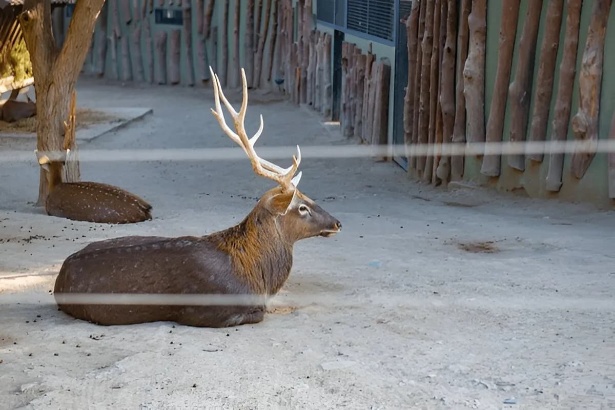 Baku Zoological Park