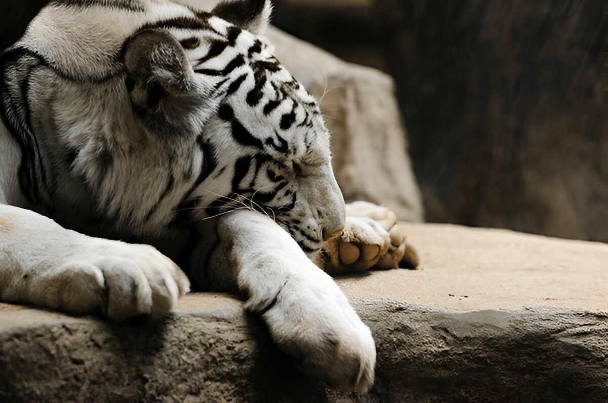 Singapore Night Safari