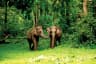 Wayanad Wildlife Sanctuary