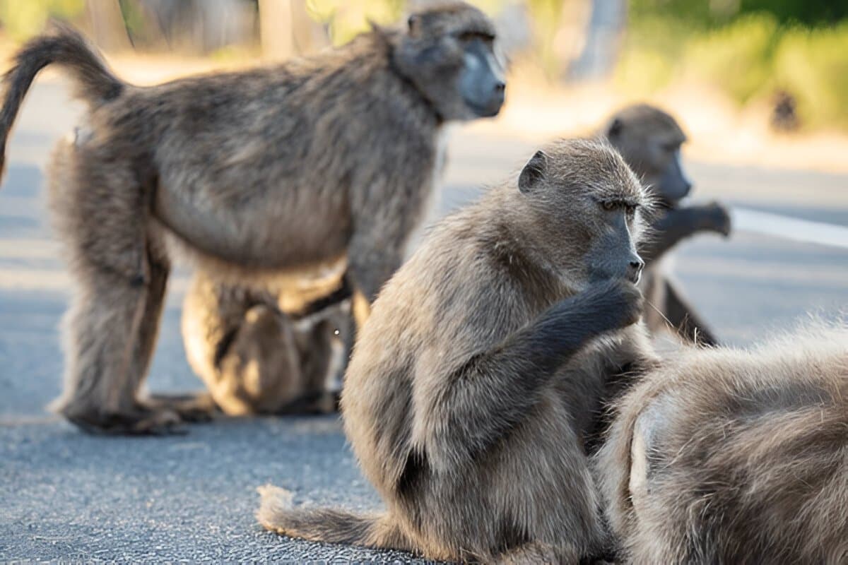  Short Trip to Kasauli 