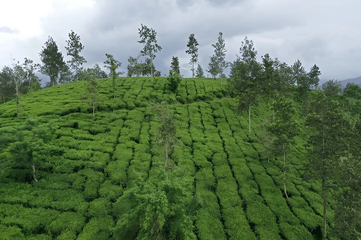 Wayanad Coffee Plantation