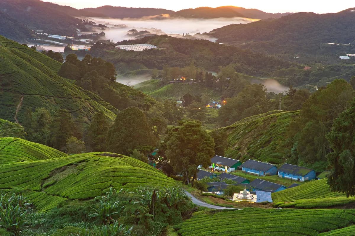 Cameron Highlands