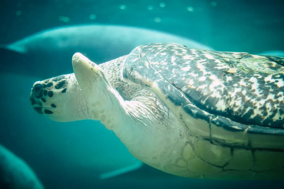 Turtle Sanctuary Beach