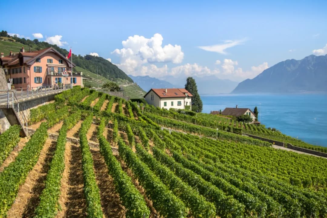 Lavaux Vineyards
