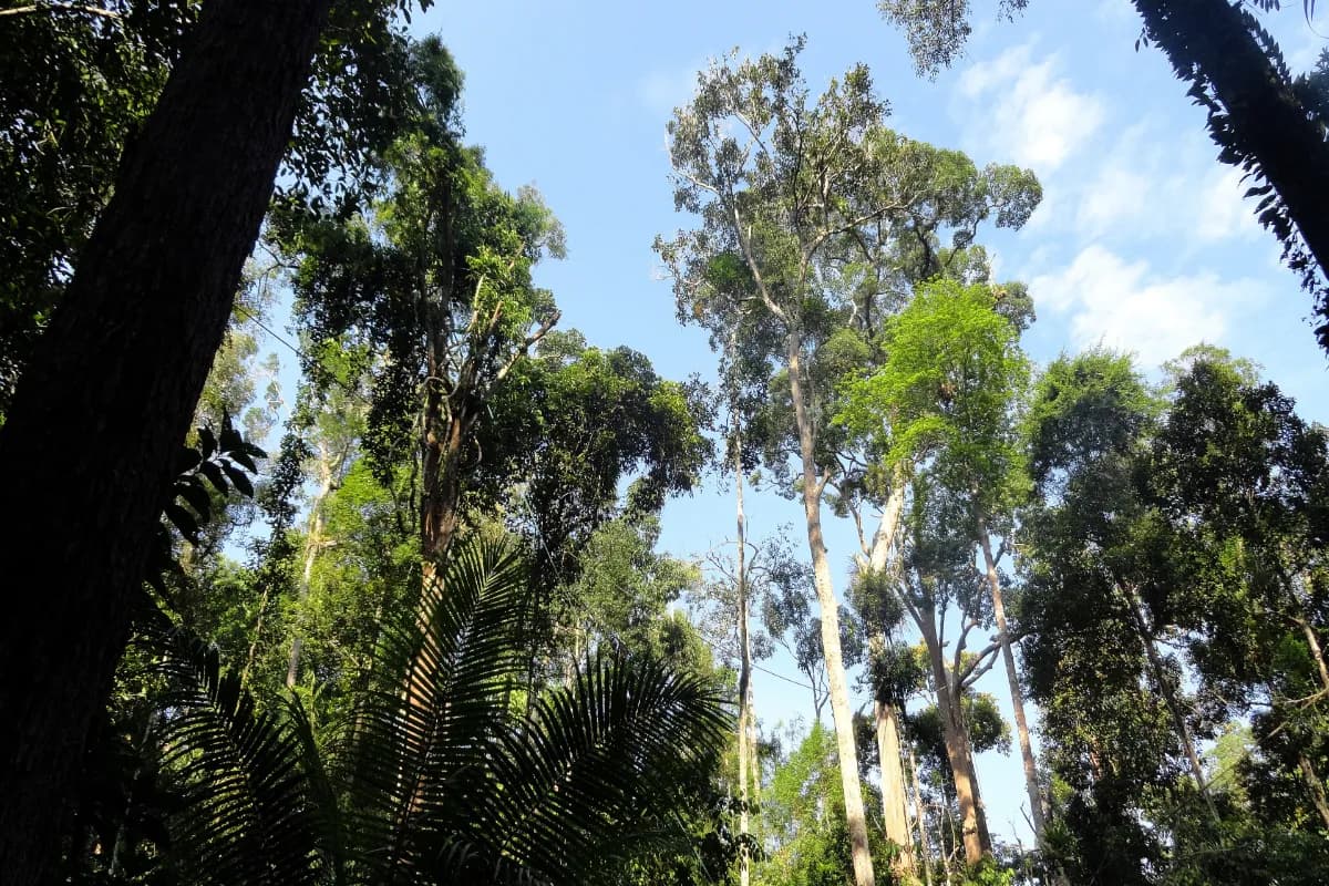 Semenggoh Nature Reserve