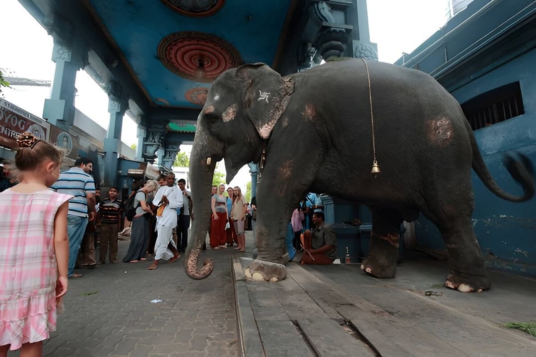 Temple Elephant