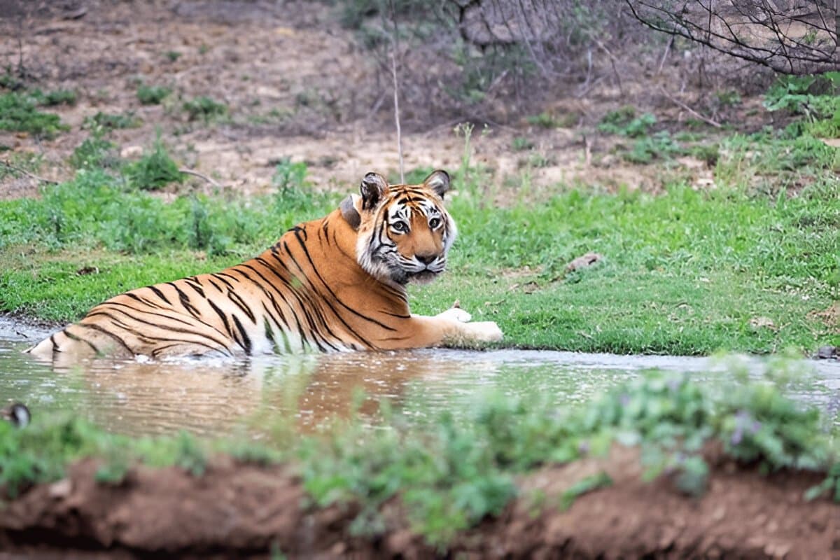 Sariska Tiger Reserve