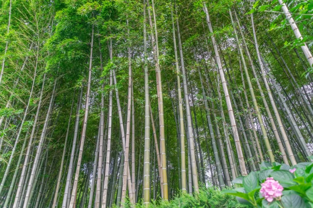 Bamboo Grove