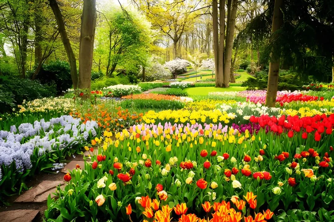 Tulip Fields Everywhere