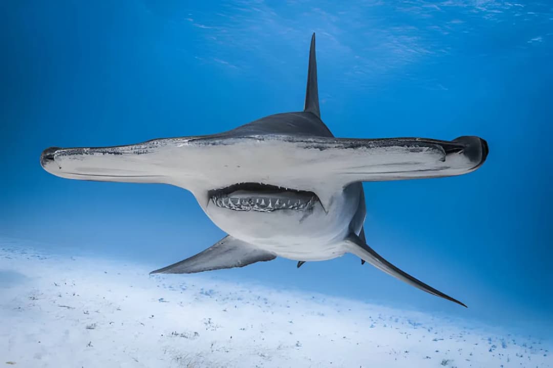 Hammerhead Shark Dive