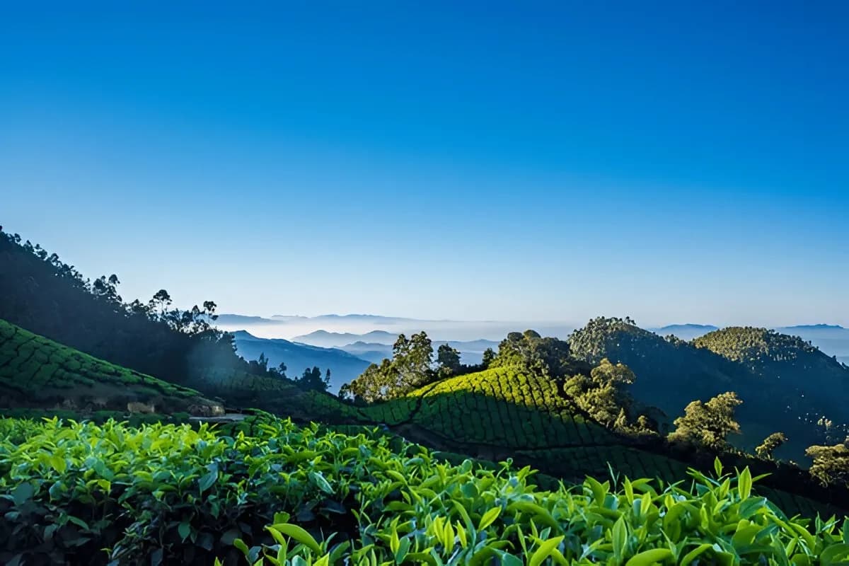 Kolukkumalai Tea Estate
