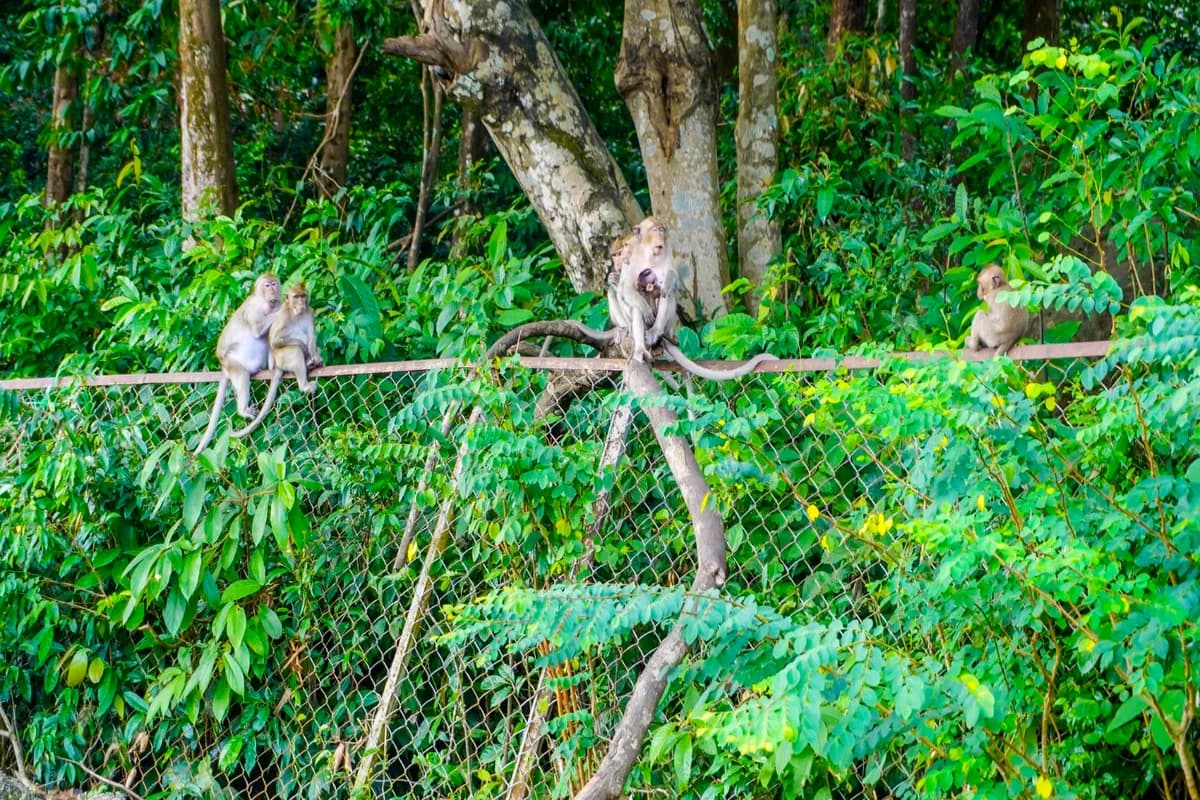 Sacred Monkey Forest Sanctuary