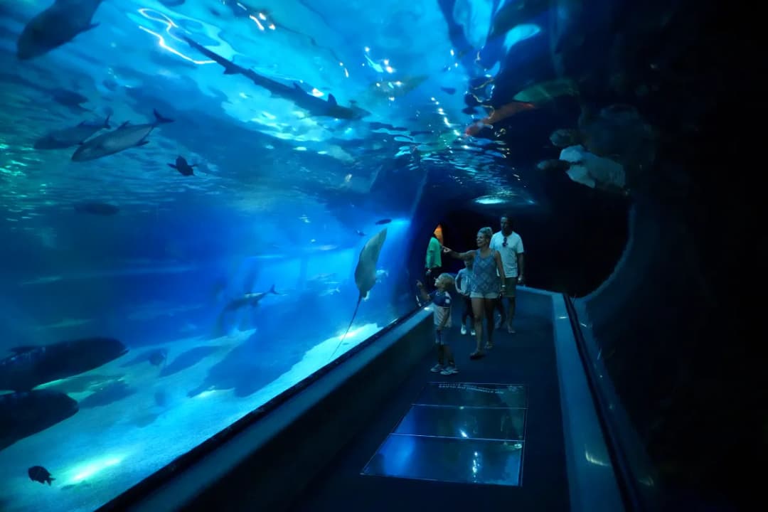 Living Ocean Tunnel