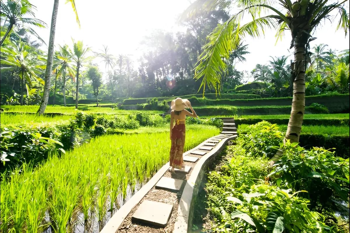 Tegallalang Rice Terraces