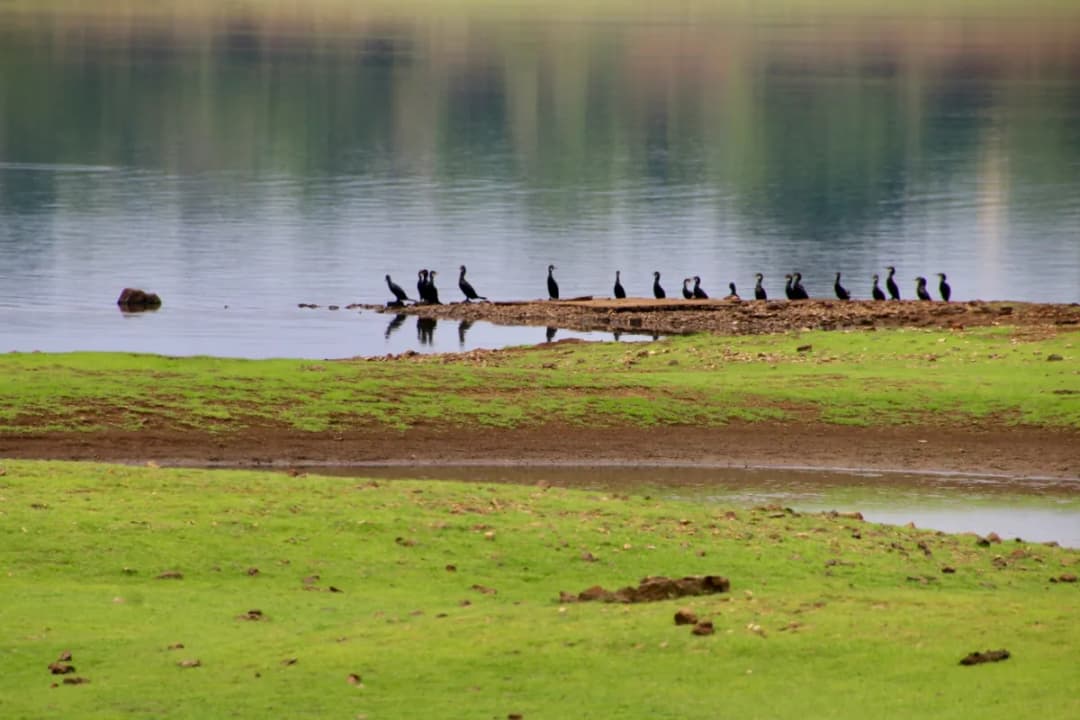 Wildlife and Bird Watching