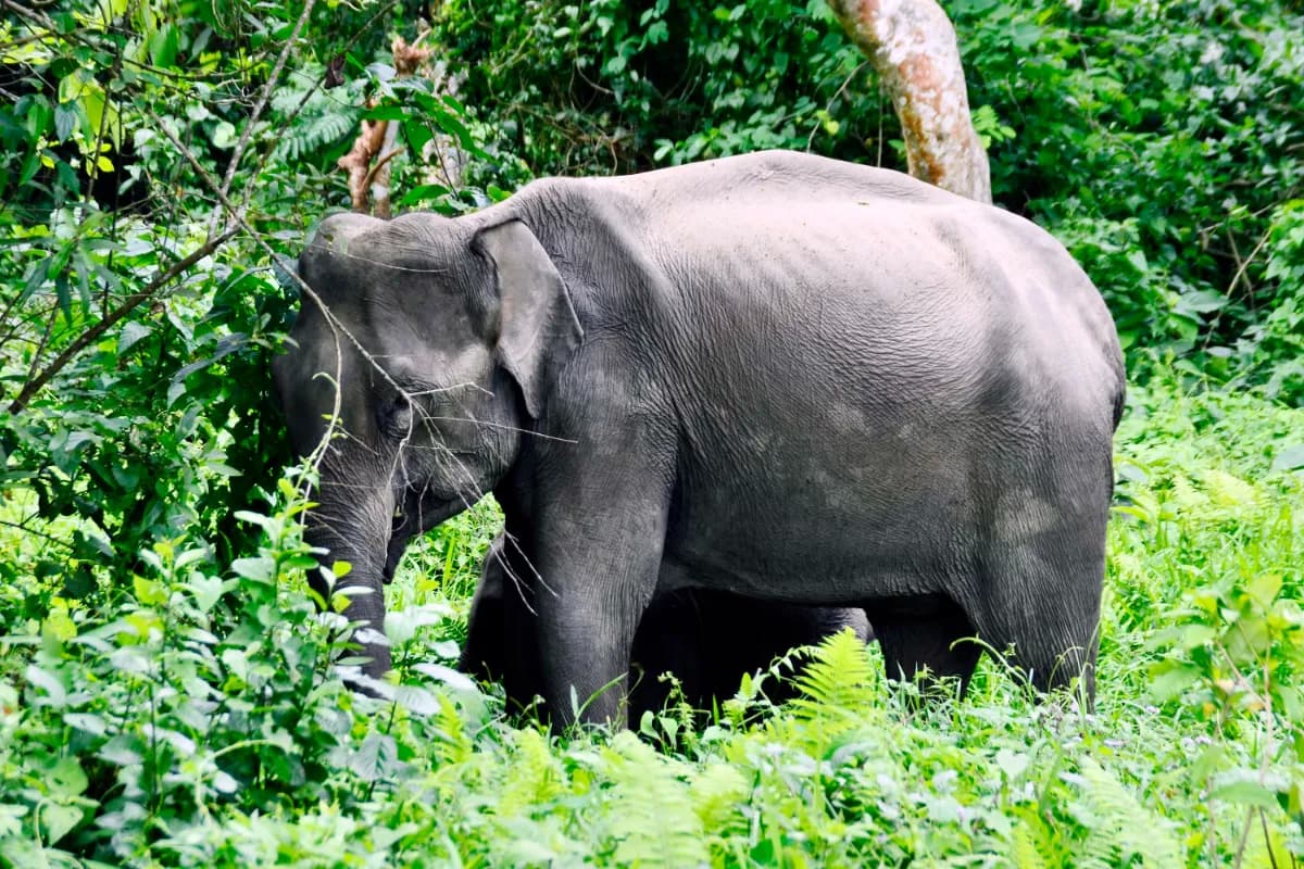 Nameri National Park