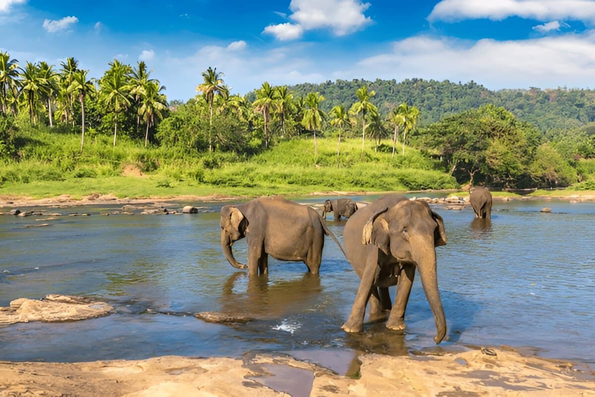 Pinnawala Elephant Orphanage