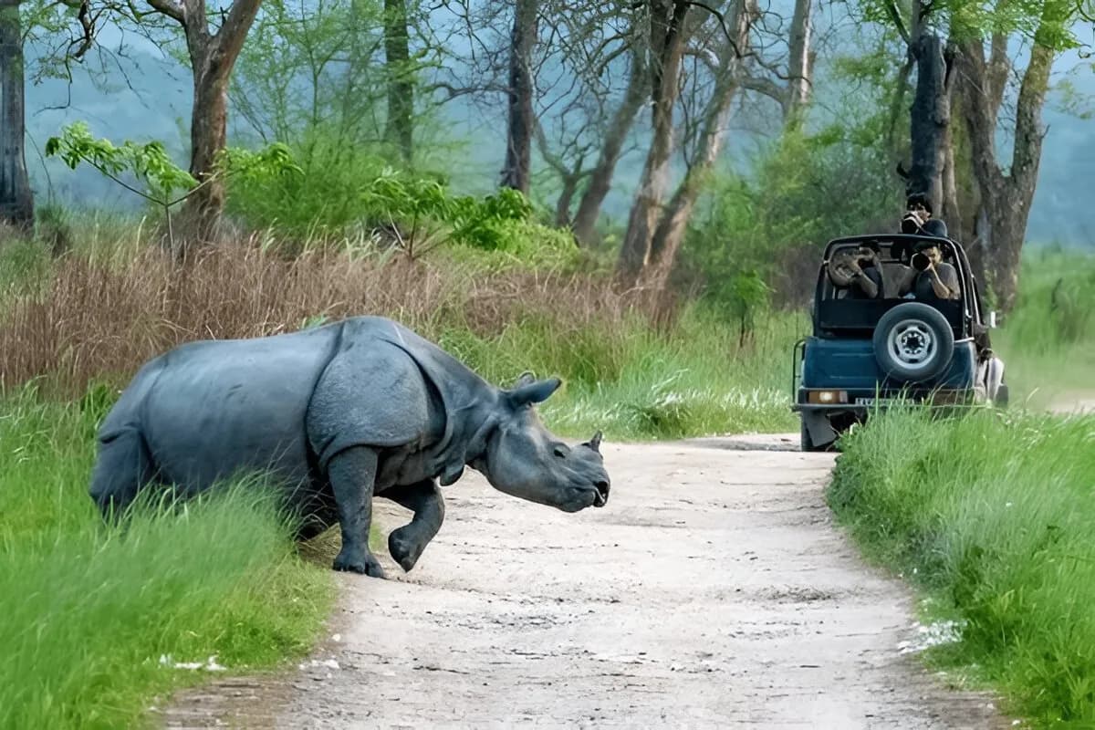 Kaziranga National Park