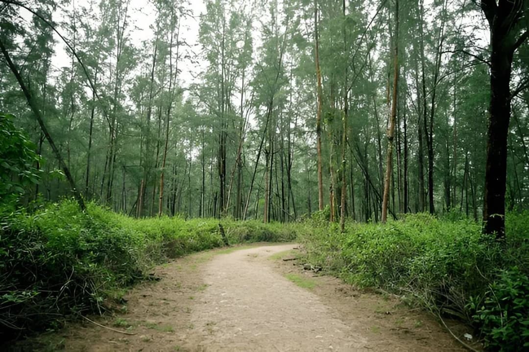 Boardwalks & Forest Trails