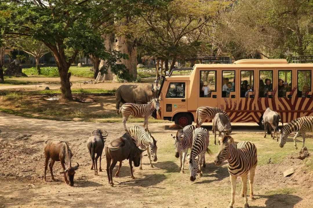 Safari Journey